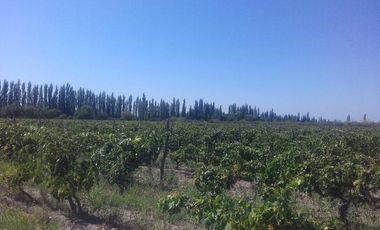 Finca Organica en  San Rafael, Mendoza , IDEAL INVERSOR!!