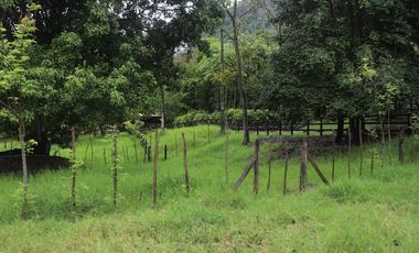 Venta Finca Fredonia, suroeste de antioqueño