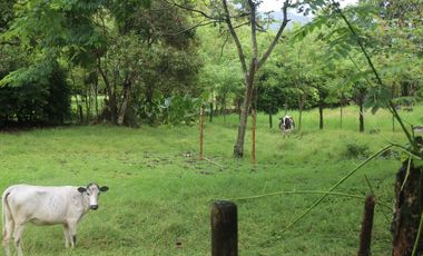 Venta Finca Fredonia, suroeste de antioqueño