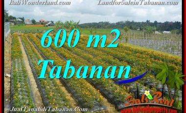 600 m2 view kebun & Gunung Rp 2 jt/m di Tabanan Bedugul