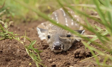 Casa en venta Bosque del paraiso  Ecologico arbolado servicios Club 6 recamaras bosques del paraiso