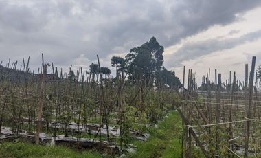 Jual kebun sayuran produktif pinggir jalan akses Mobil DiDesa Cipada Cisarua Bandung Barat