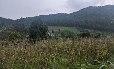 Jual kebun sayuran produktif pinggir jalan akses Mobil DiDesa Cipada Cisarua Bandung Barat