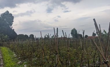 Jual kebun sayuran produktif pinggir jalan akses Mobil DiDesa Cipada Cisarua Bandung Barat