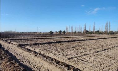 VENTA DE EXCELENTE FINCA 21 HAS EN CALLE SALADO, RIVADAVIA- MZA.
