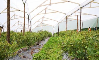 finca en venta en guasca. Cod V3872