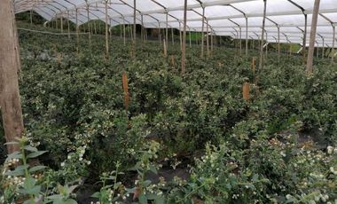 finca en venta en guasca. Cod V3872