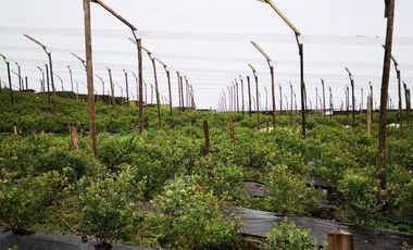 finca en venta en guasca. Cod V3872