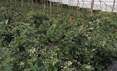 finca en venta en guasca. Cod V3872