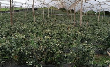 finca en venta en guasca. Cod V3872