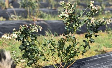 finca en venta en guasca. Cod V3872