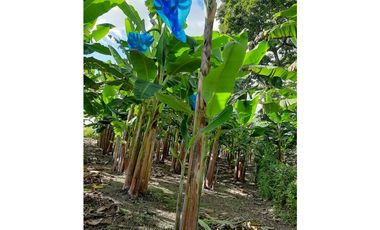 Venta Finca Productiva El Caimo Armenia