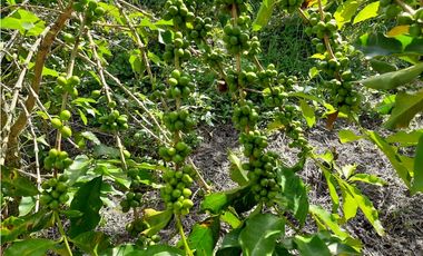 Venta Finca Productiva El Caimo Armenia