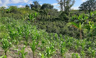 Venta Finca Productiva El Caimo Armenia