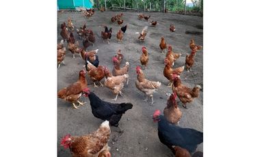 Venta Finca Productiva El Caimo Armenia