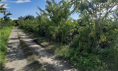 Venta Finca Productiva El Caimo Armenia