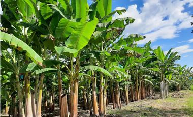 Venta Finca Productiva El Caimo Armenia