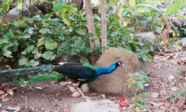 EN VENTA RANCHO CERCA DE ACAPULCO POBLACION DENOMINADA LA PROVIDENCIA