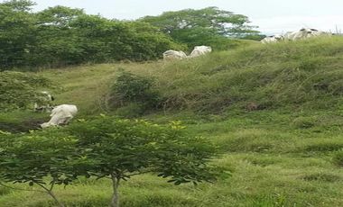 FINCA GANADERA-ARROCERA EN SAN LUIS TOLIMA