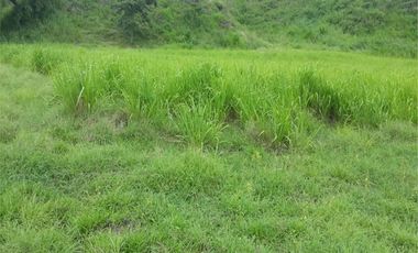 FINCA GANADERA-ARROCERA EN SAN LUIS TOLIMA