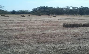 FINCA GANADERA-ARROCERA EN SAN LUIS TOLIMA