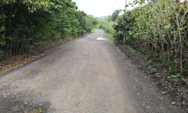 Finca de Cacao en Venta