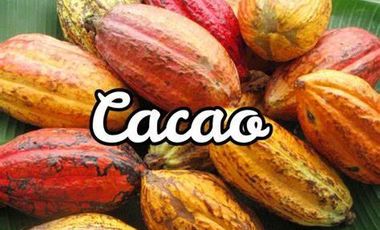Finca de Cacao en Venta