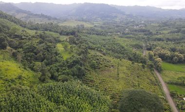 Finca de Cacao en Venta
