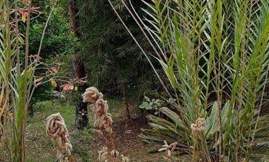 VENDO HERMOSA FINCA A 12 MINUTOS DESDE LA DOBLE CALZADA EN BARBOSA ANTIOQUIA.