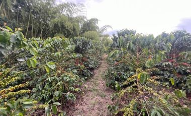 finca en venta en vereda la india. Cod V408455