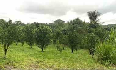 DIJUAL TANAH SENGKADUAN BR. TEBUANA TEGALLALANG GIANYAR, BALI