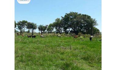 SE VENDE FINCA LECHERA VOLCAN - CHIRIQUI
