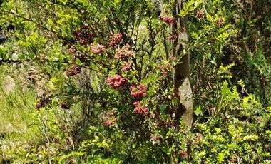 Hermoso Predio 72ha En Corral, Vista Al Mar, Bosque Nativo Y Más