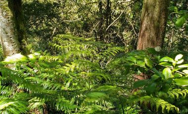 Hermoso Predio 72ha En Corral, Vista Al Mar, Bosque Nativo Y Más