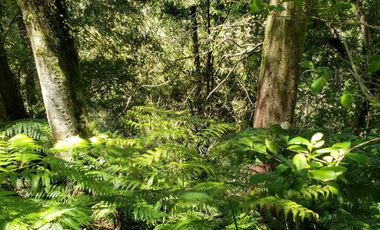 Hermoso Predio 72ha En Corral, Vista Al Mar, Bosque Nativo Y Más