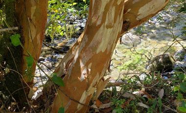 Hermoso Predio 72ha En Corral, Vista Al Mar, Bosque Nativo Y Más