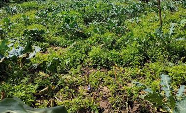 Tanah Strategis Siap Bangun Cimenteng Pasir Halang Cisarua Bandung Barat