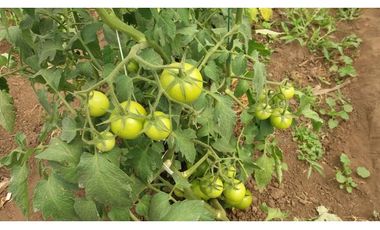 VENDO QUINTA DE 5 HECTAREAS EN ATUNTAQUI