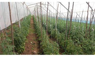 VENDO QUINTA DE 5 HECTAREAS EN ATUNTAQUI