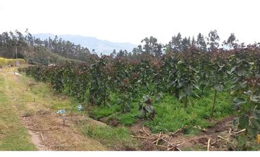 VENDO QUINTA DE 5 HECTAREAS EN ATUNTAQUI