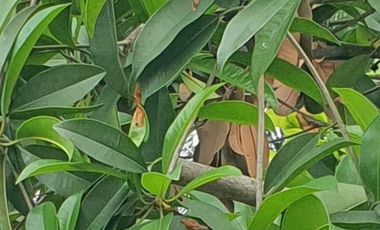 Dijual Rumah Hoek Sejuk & Asri di Gading Kirana Timur, Kelapa Gading