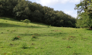35.8 HECTAREAS DE BOSQUE ARROYOS A BORDO DE CARRETERA EN HIDALGO
