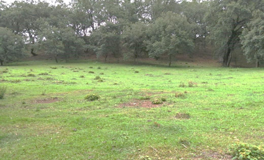 35.8 HECTAREAS DE BOSQUE ARROYOS A BORDO DE CARRETERA EN HIDALGO