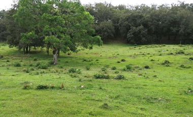 35.8 HECTAREAS DE BOSQUE ARROYOS A BORDO DE CARRETERA EN HIDALGO
