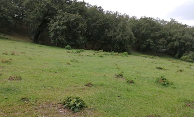 35.8 HECTAREAS DE BOSQUE ARROYOS A BORDO DE CARRETERA EN HIDALGO