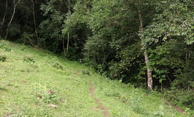 35.8 HECTAREAS DE BOSQUE ARROYOS A BORDO DE CARRETERA EN HIDALGO