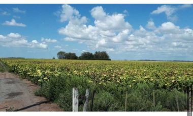 CAMPO MIXTO 103 HECTAREAS SOBRE RUTA 88 A 50 KM DE MAR DEL PLATA