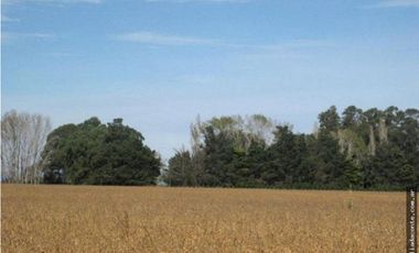 CAMPO MIXTO 103 HECTAREAS SOBRE RUTA 88 A 50 KM DE MAR DEL PLATA
