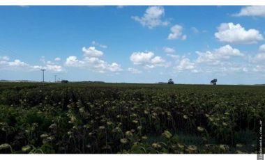 CAMPO MIXTO 103 HECTAREAS SOBRE RUTA 88 A 50 KM DE MAR DEL PLATA