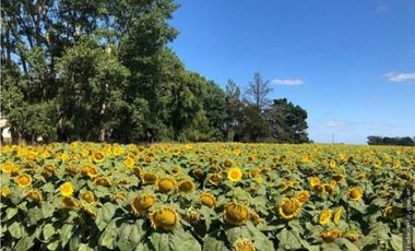 CAMPO MIXTO 103 HECTAREAS SOBRE RUTA 88 A 50 KM DE MAR DEL PLATA